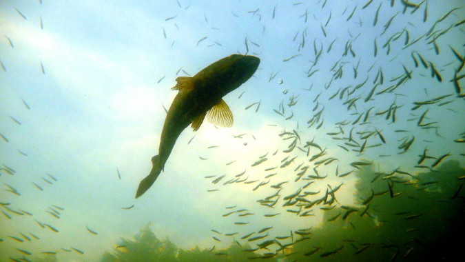 Big and Little fish WEBRES by Andy Metelka