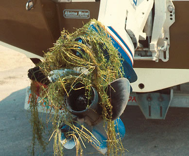 hydrilla_on_motor