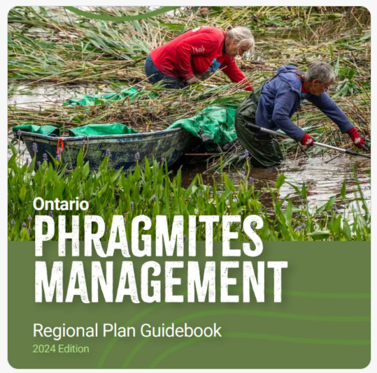 image of cover of the Ontario Phgramites Managemenet Guidebook