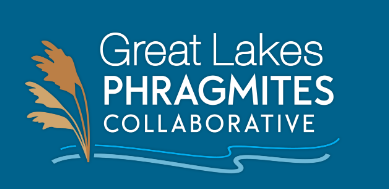 image: logo of the Great Lakes Phragmites Collaborative