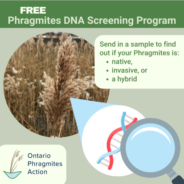 image of Phragmites DNA Screening Program