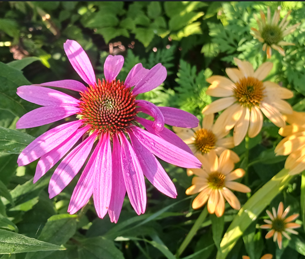 image: coneflowers