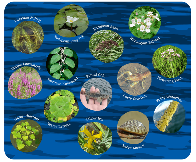 image composite of invasive species from Ottawa Riverkeeper online tool