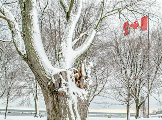 image of tree damage from snow storm, from Forests Canada website