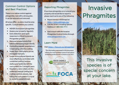 image of the FOCA brochure on Phragmites